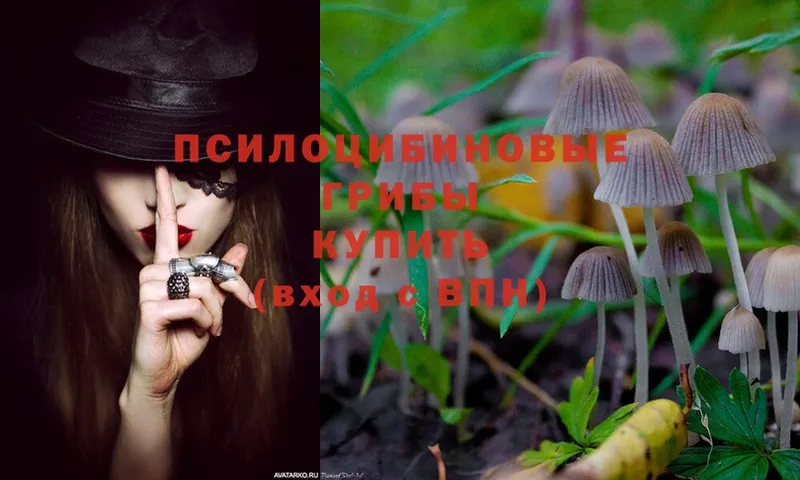 Псилоцибиновые грибы Psilocybine cubensis  МЕГА сайт  Острогожск 